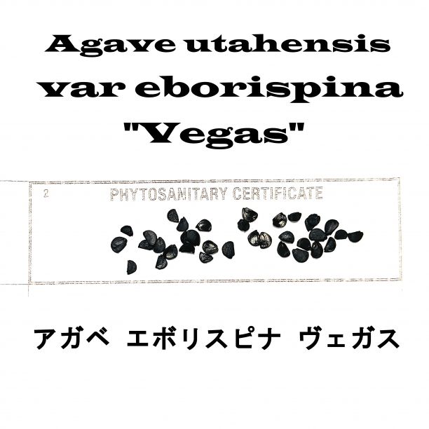 2月入荷 200粒 アガベ ユタエンシス エボリスピナ ベガス 種子 種 証明書 2月入荷 200粒 アガベ ユタエンシス エボリスピナ ベガス 種子