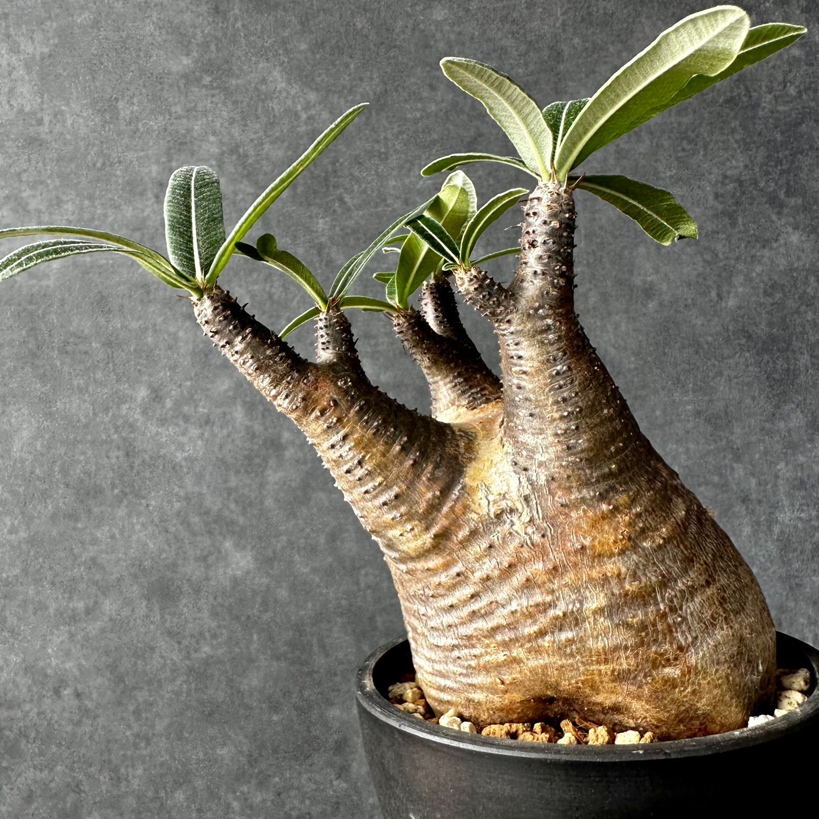 現地譲渡限定 観葉植物・鉢 (ボンバックス、アペンディクラツム ...