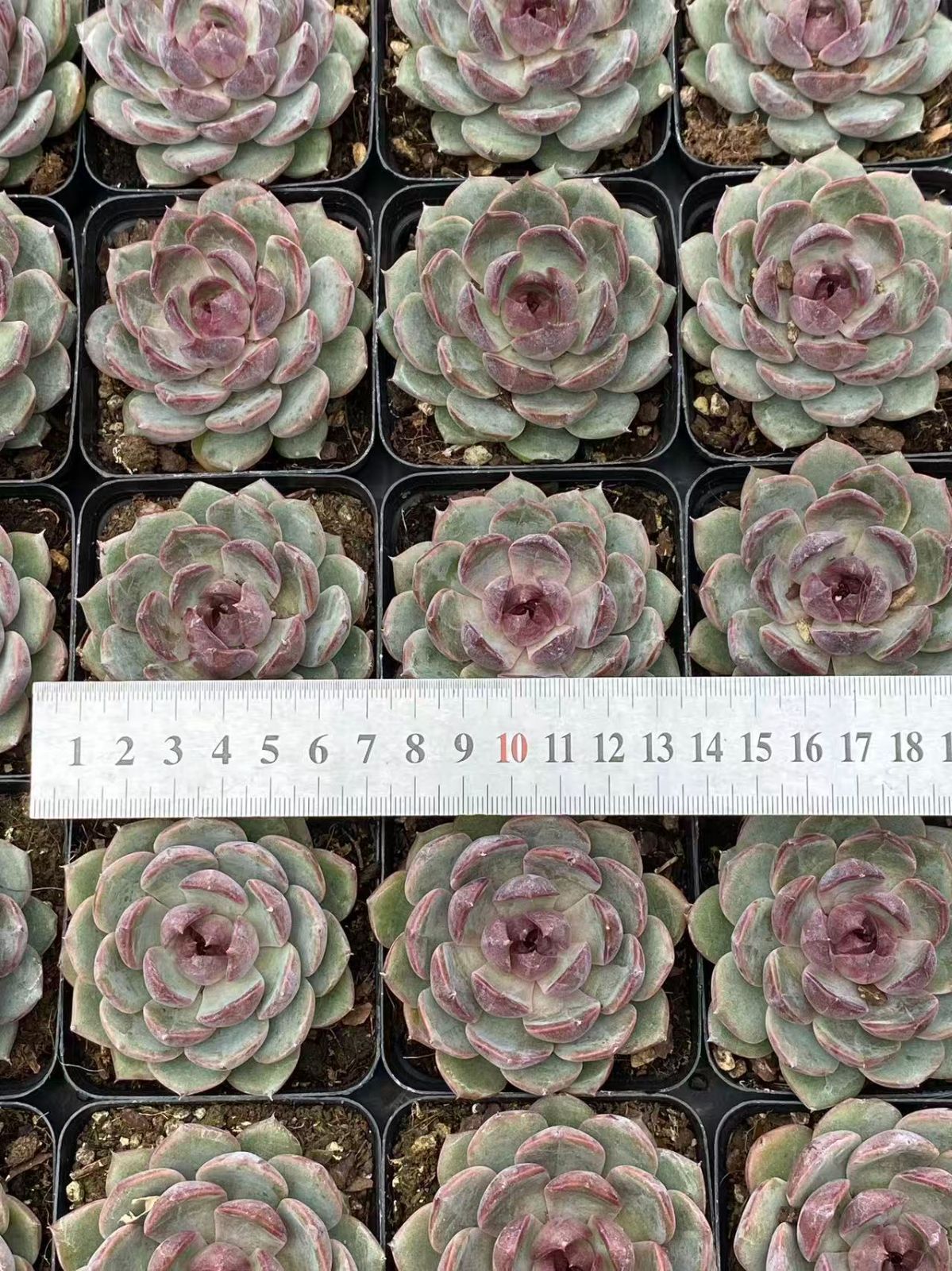 ZM1716×70 ブルーベリー 抜き苗 多肉植物 アエオニウム エケベリア 韓国苗