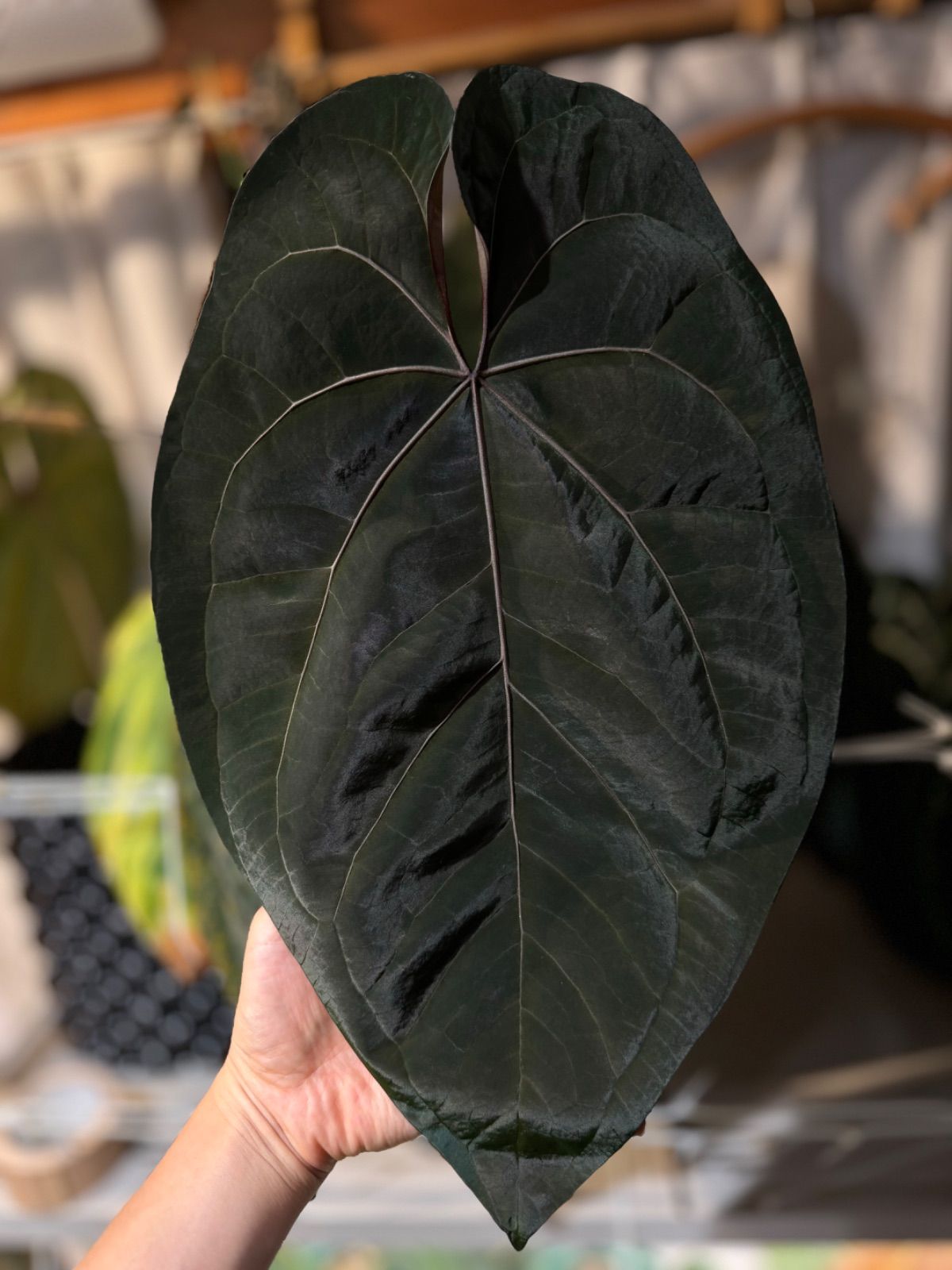 Anthuroom】Anthurium'Ace of Spades' (dark form) アンスリウムエースオブスペーズ - メルカリ