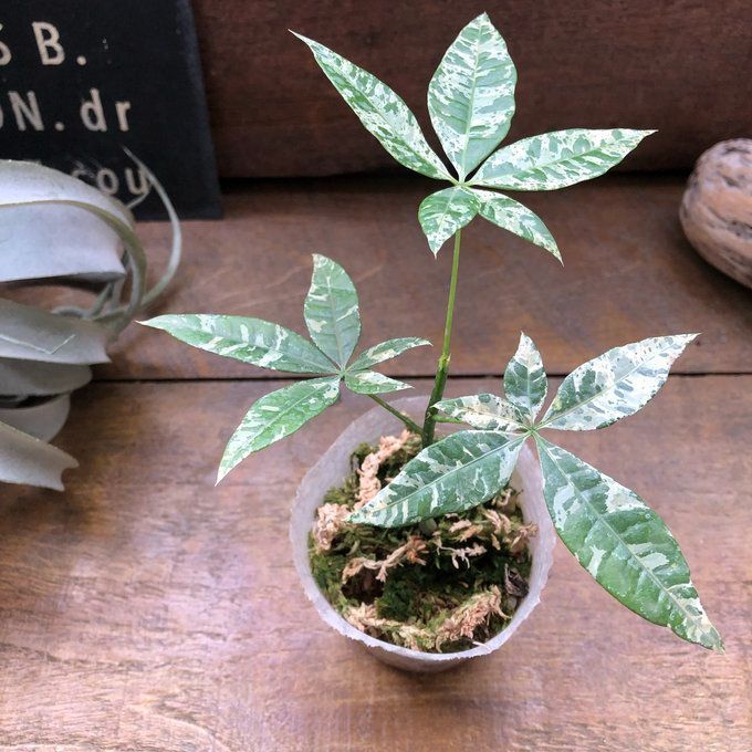 観葉植物】【極希少】実生 斑入りパキラ 4寸鉢 | 橋本種苗園