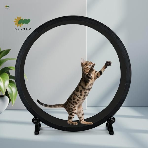 子猫 トレーニング