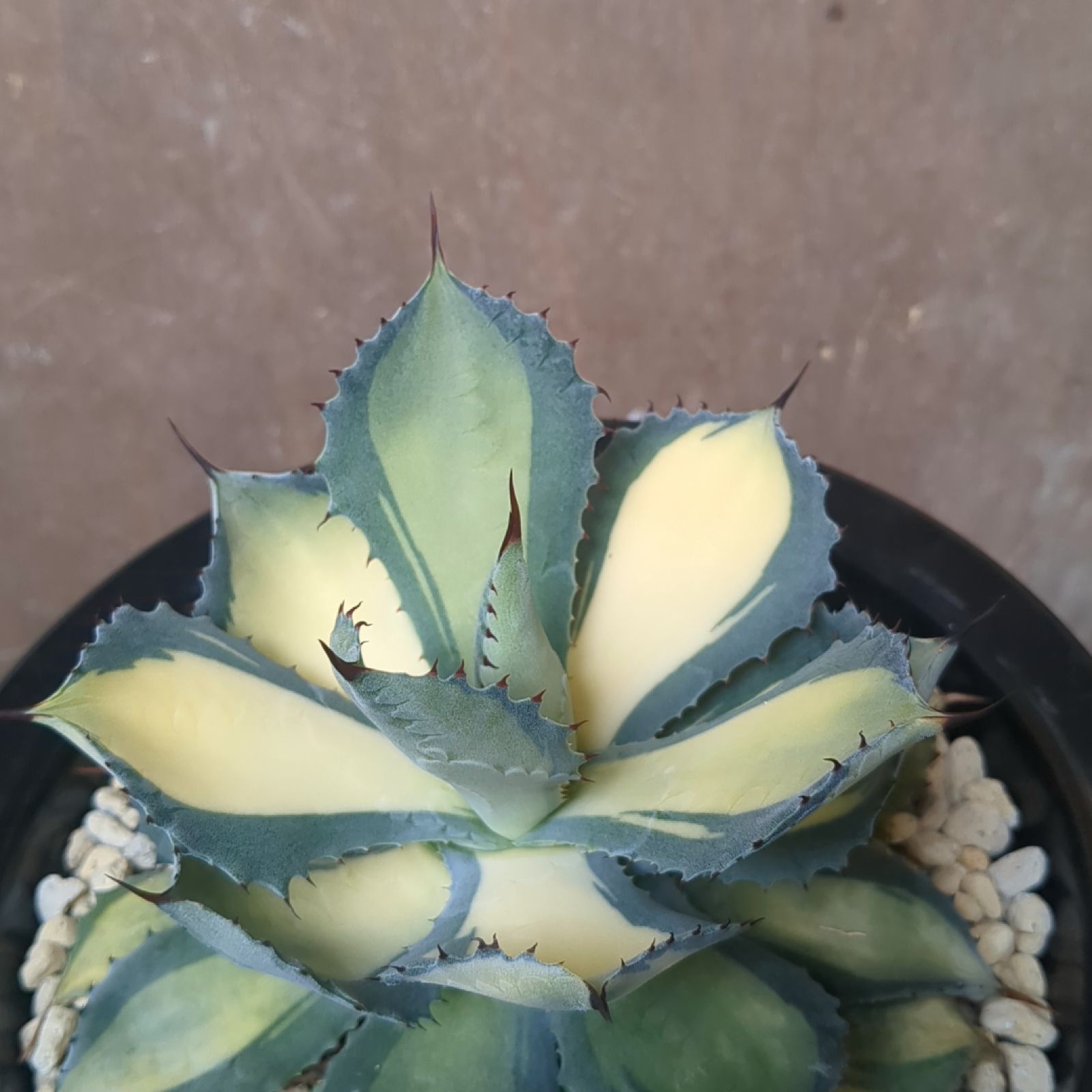 アガベ　イシスメンシス　ラムランナー　Agave isthmensis Rum Runner カキコ　12 アガベ イシスメンシス ラムランナー 1 Agave isthmensis Rumrunner