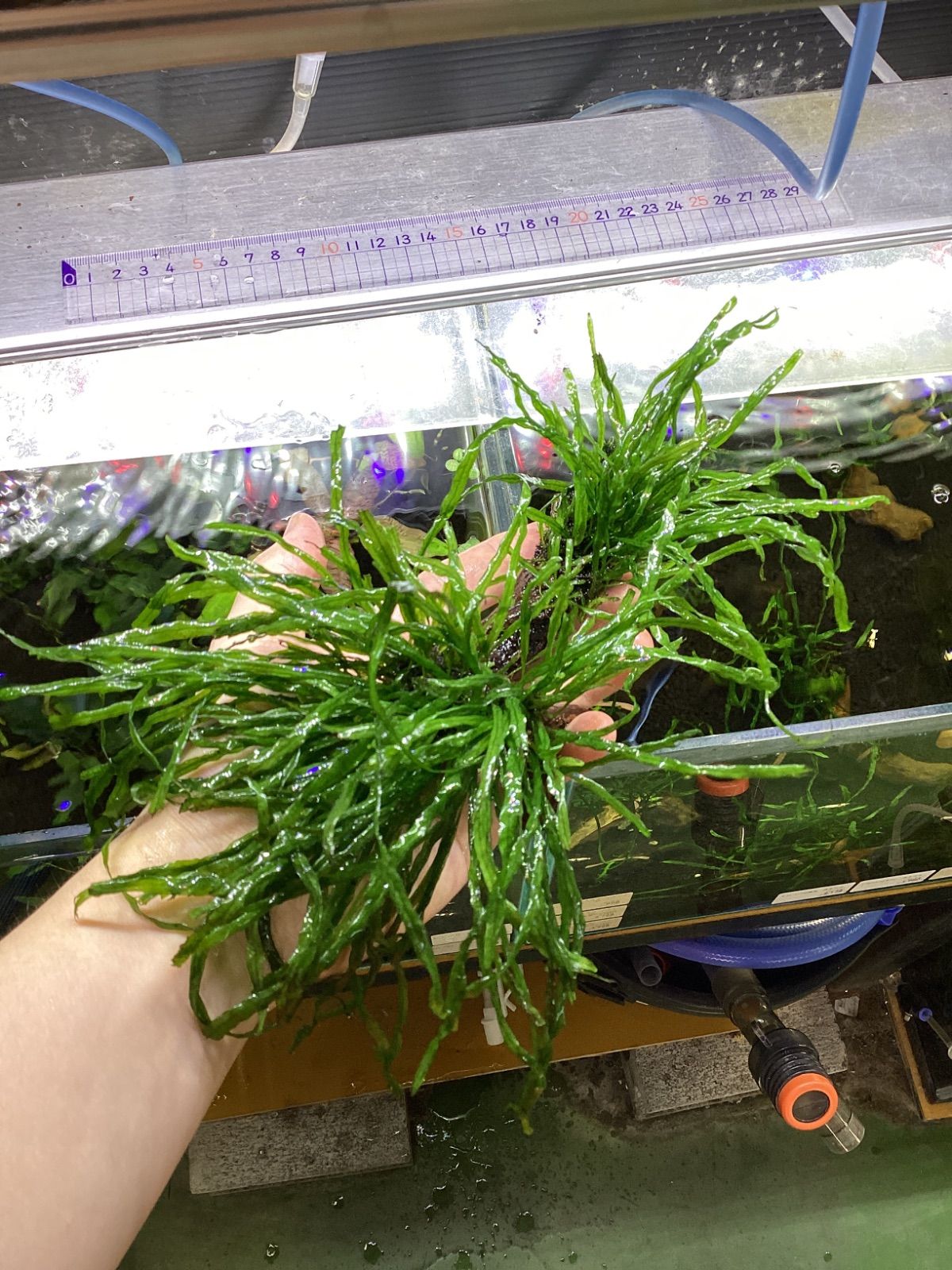 ミクロソリウム 本ナローリーフ 流木付き 大株