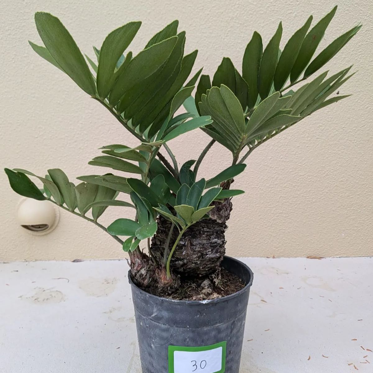 ザミア　フルフラセア　多頭　大株　希少　メキシコソテツ　ヒロハザミア ザミア フルフラセア 多頭 大株 希少 メキシコソテツ ヒロハザミア