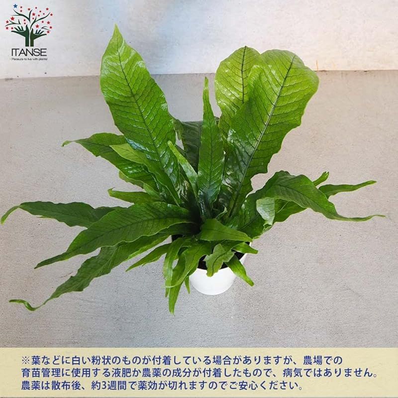 東南アジアなど