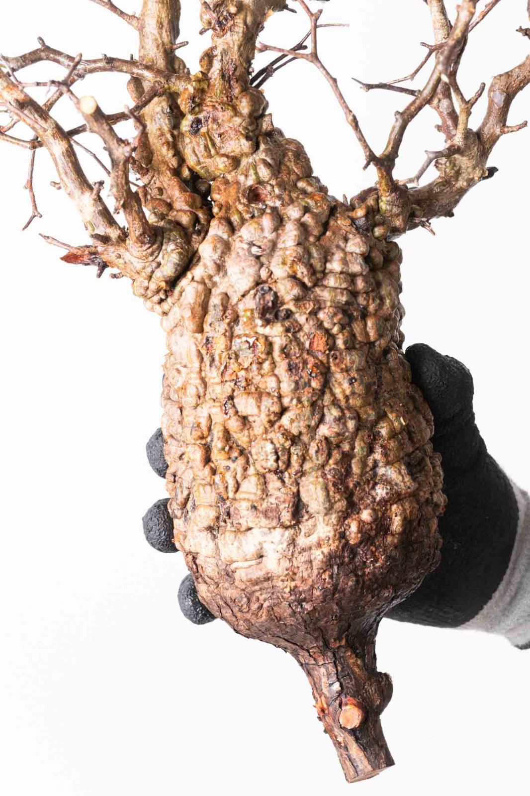 MP240 オペルクリカリア パキプス コーデックス ベアルート株 - メルカリ