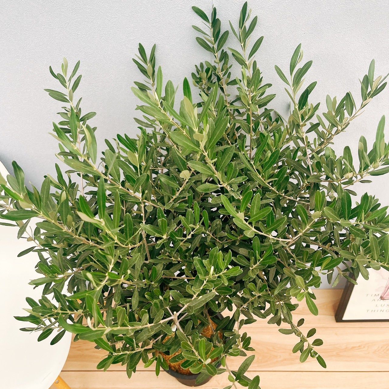 オリーブの木 チプレッシーノ SOUJU 8号鉢植え オリーブの木 チプレッシーノ SOUJU 8号鉢植え オリーブの木