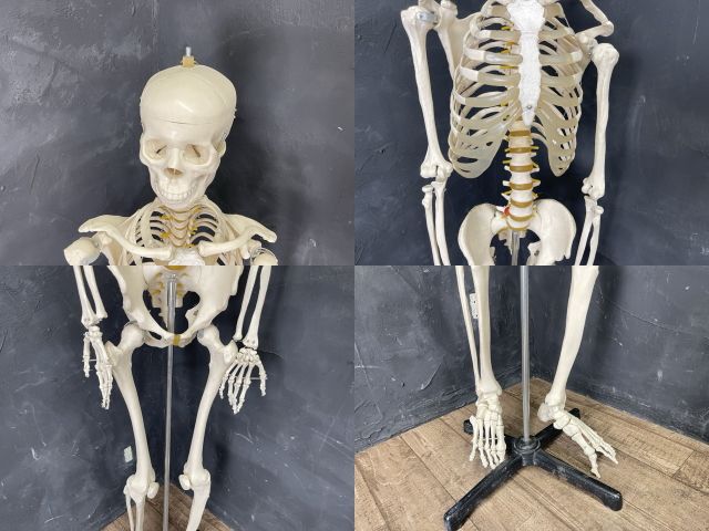 人体模型 骨格模型 骨 等身大 身長約166cm 展示スタンド付き 骨格標本