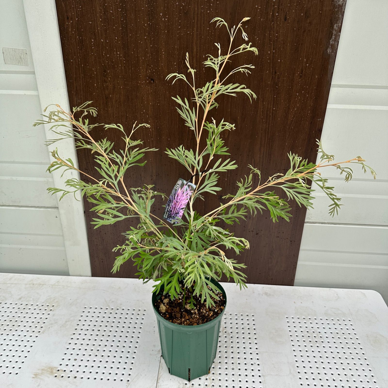 現品 ④ グレビ ドーンパープル 7号 蕾複数付き 美株 オージープランツ