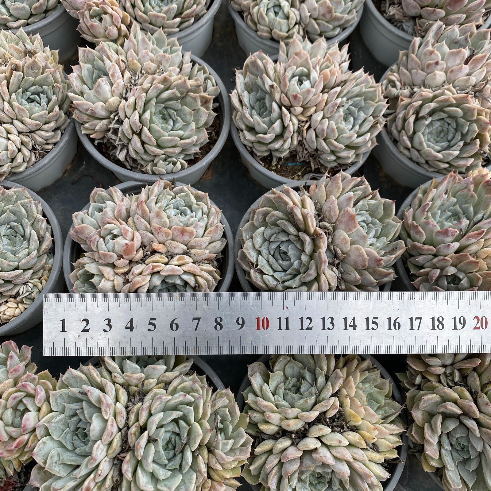 マリベル群生 多肉植物