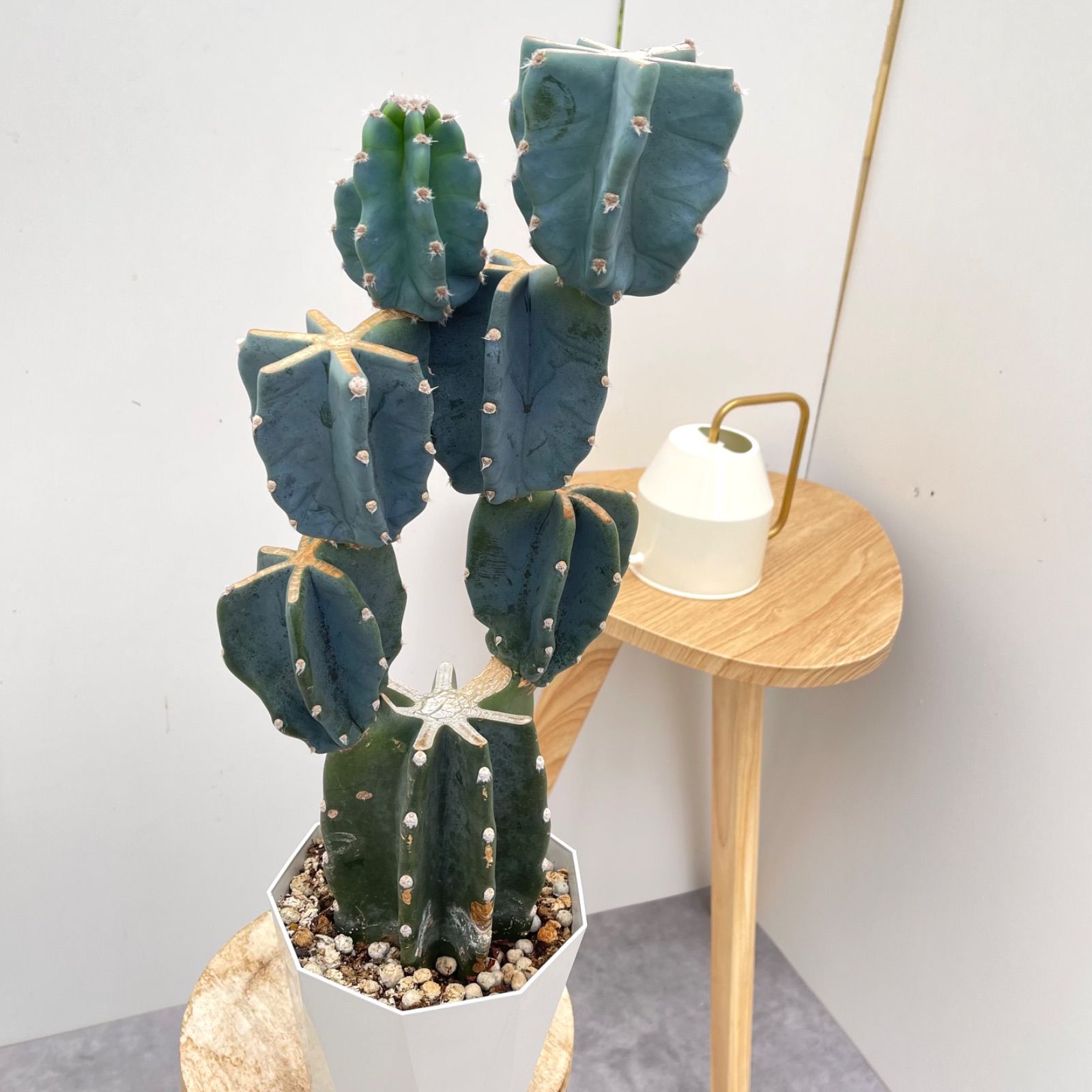 柱サボテン　ブランチ　5寸5鉢セット 1点もの！柱サボテン | インテリアに最適 - 観葉植物・多肉植物