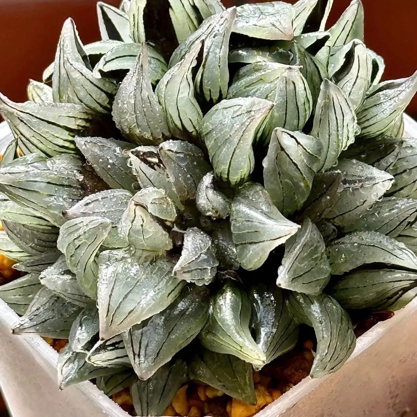 チ*ー様 アトロフスカミュータント錦 超美株 ハオルチア 観葉植物 47