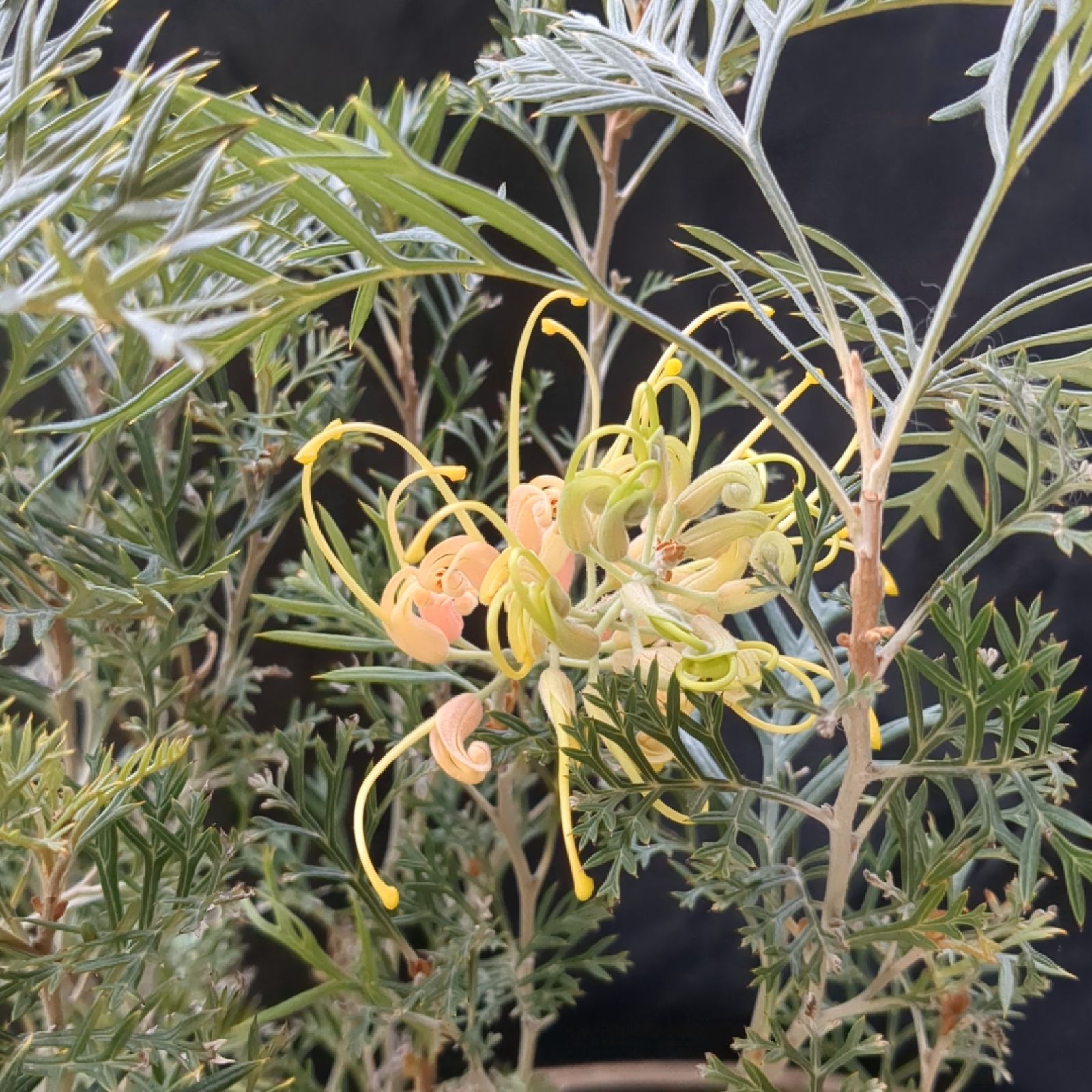 【現品】グレビレア ・クリームパッション　グレビリア　8号鉢 　ラ５番 現品】グレビレア ・クリームパッション グレビリア 8号鉢 ラ5番 楽天