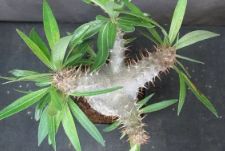 白肌 グラキリス 現地球 たまごトックリ型 オレンジ 緑 コレクション株