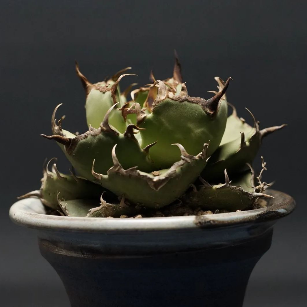 Agave titanota