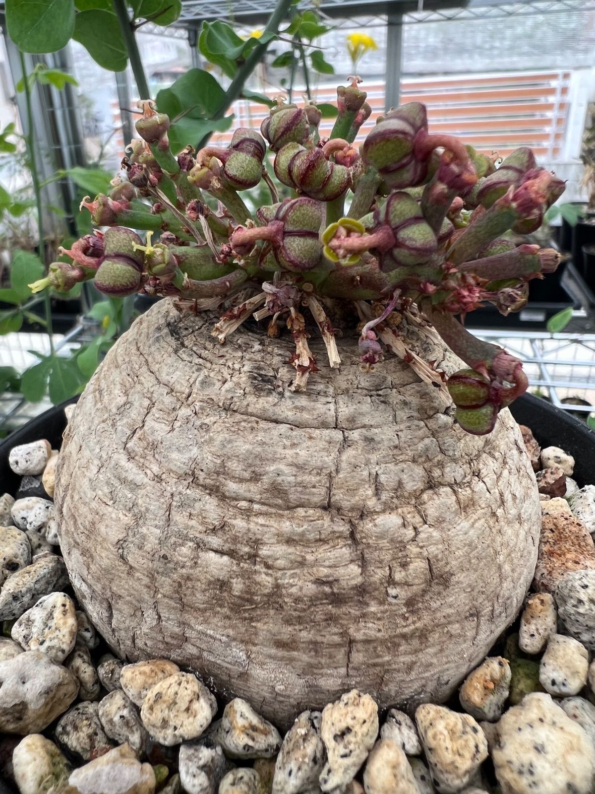 ユーフォルビア・デシドゥア 5寸 ユーフォルビア・デシドゥア 5寸 現品お届け】ユーフォルビア