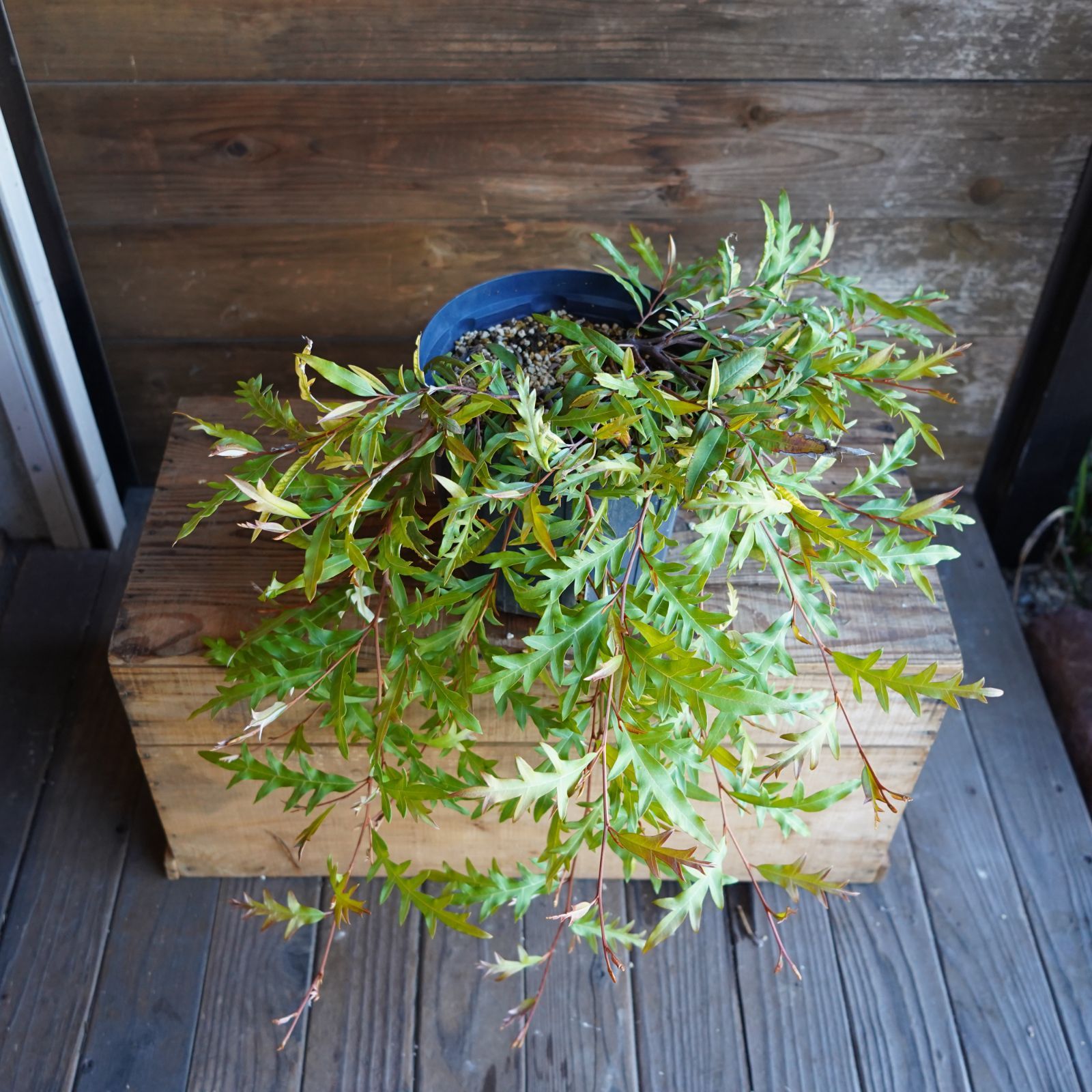 グレビレア ”プーリンダロイヤルマントル” オージープランツ 現物発送