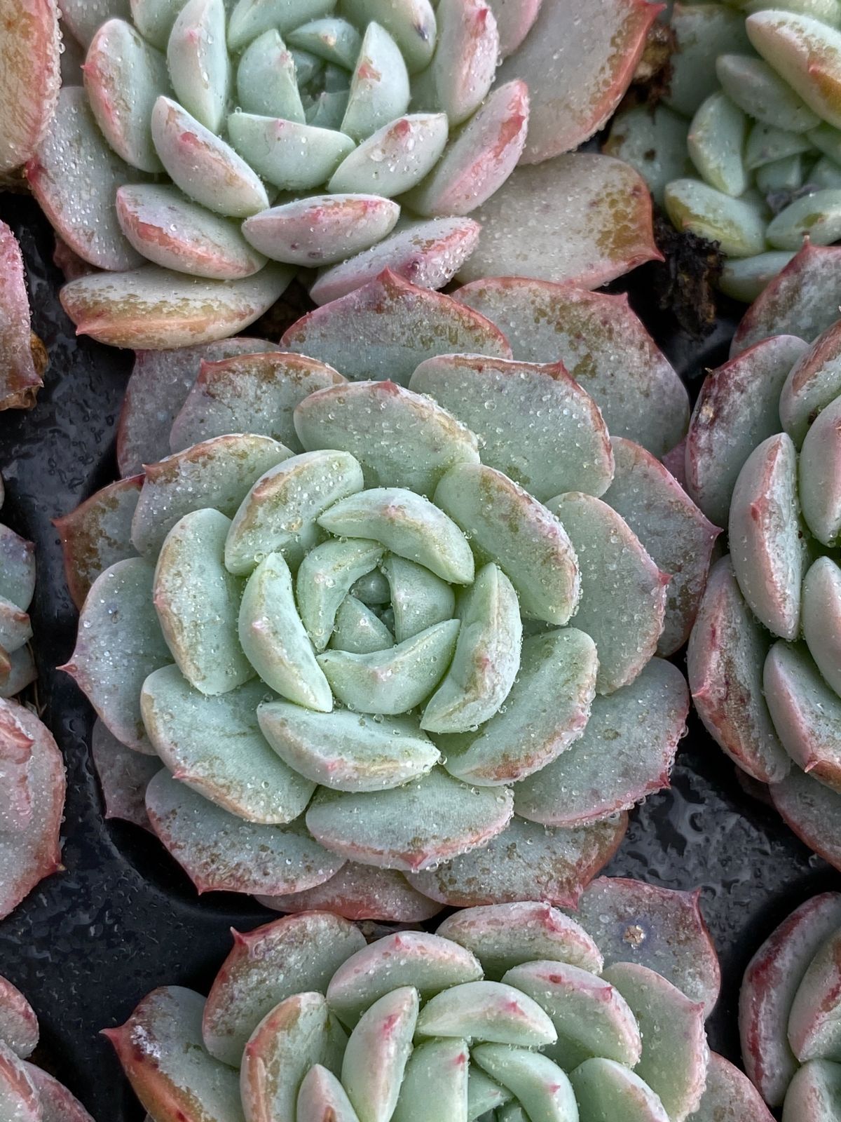 新入荷 XQS53×105苗 土付き 多肉植物 詰め合わせ エケベリア サボテン 韓国苗