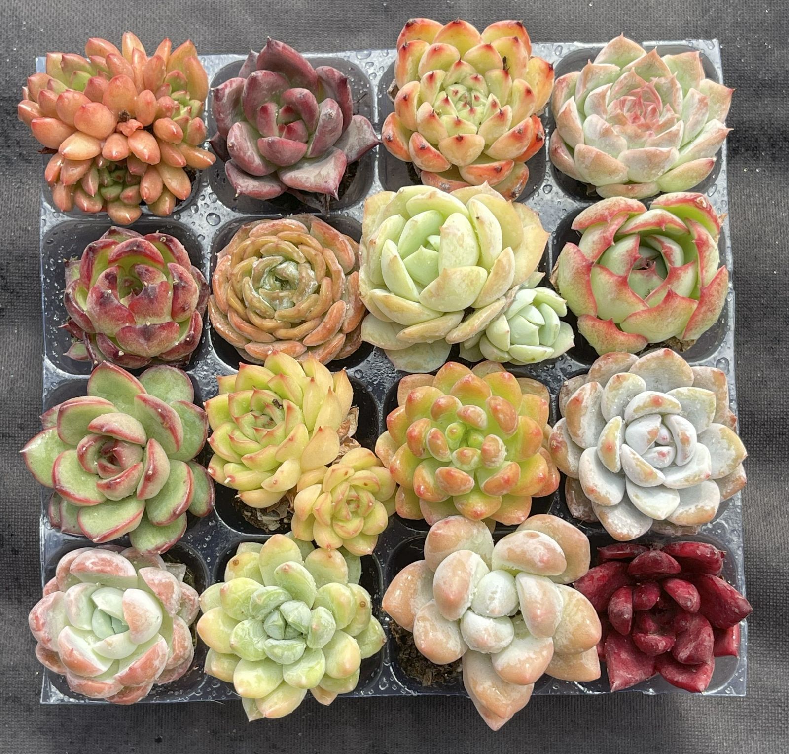 韓国苗 多肉植物美苗 交配種 100苗セット