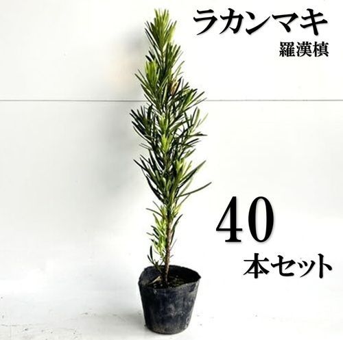 40本セット ラカンマキ樹高0.5m前後10.5cmポット