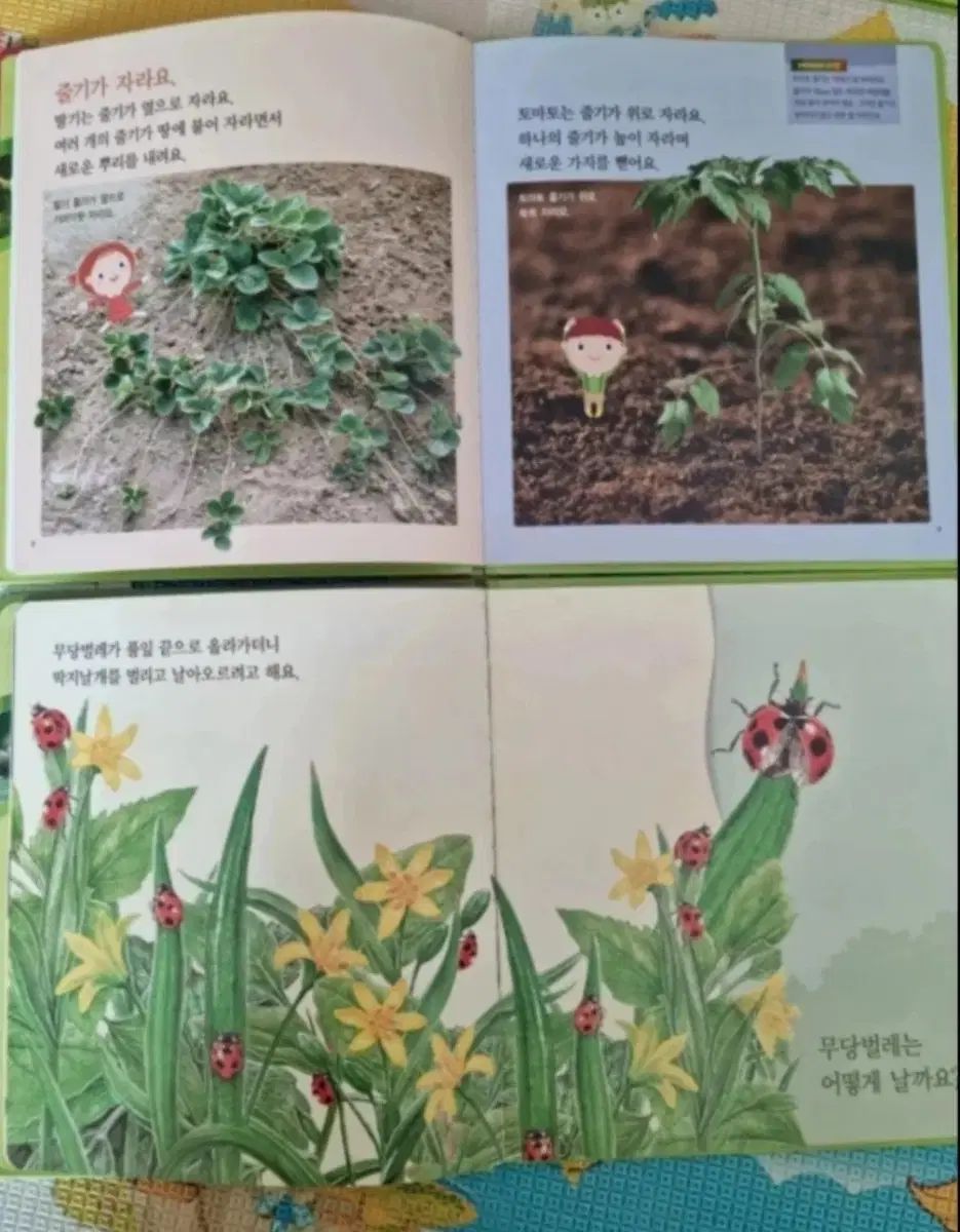 FROEBEL 自然観察本