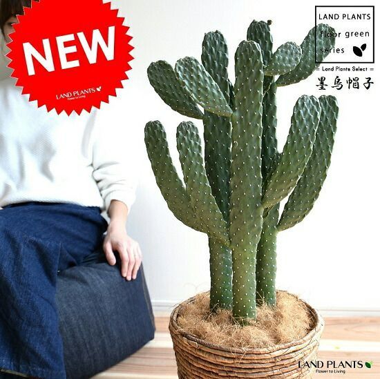 沖縄産】 特大 ヒカゲヘゴ ヘゴの木 ① 沖縄産】 特大 ヒカゲヘゴ ヘゴ