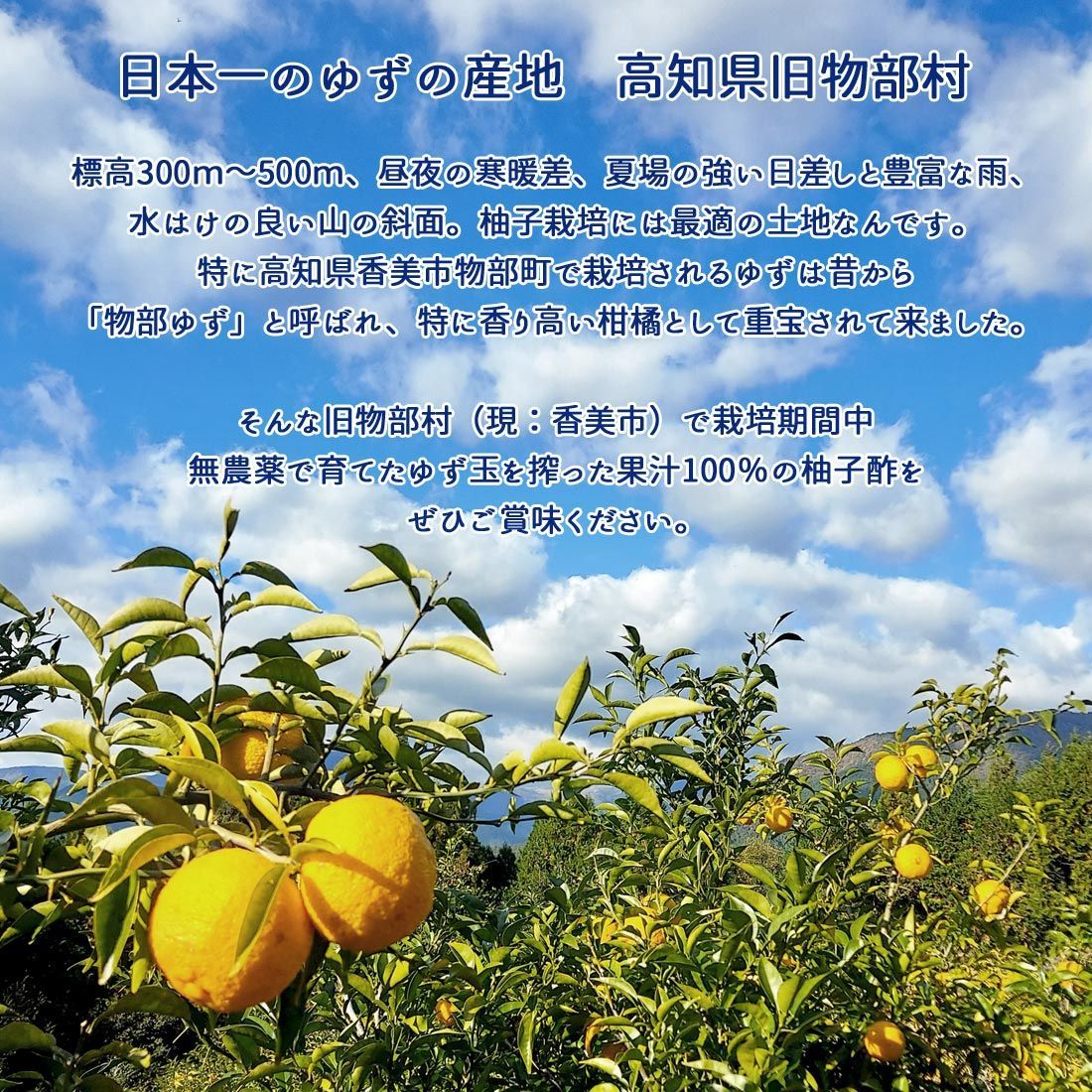 ゆず酢　農薬不使用　無添加　無塩　柑橘系　柚子酢　ゆず　柚子 img10191240423.gif