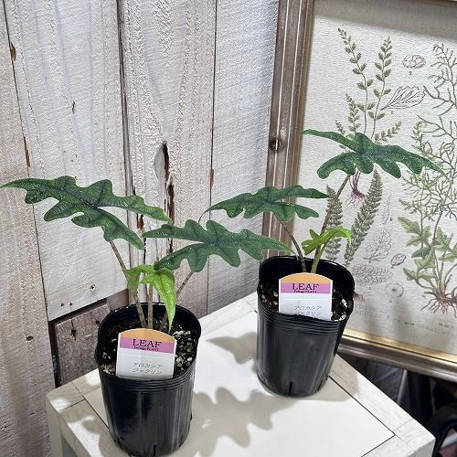 観葉植物 アロカシア ジャクリン(ジャックリン) 3号ロングポット(個体おまかせ1鉢) インテリア 室内 オシャレ カワイイ 可愛い 室内 - メルカリ