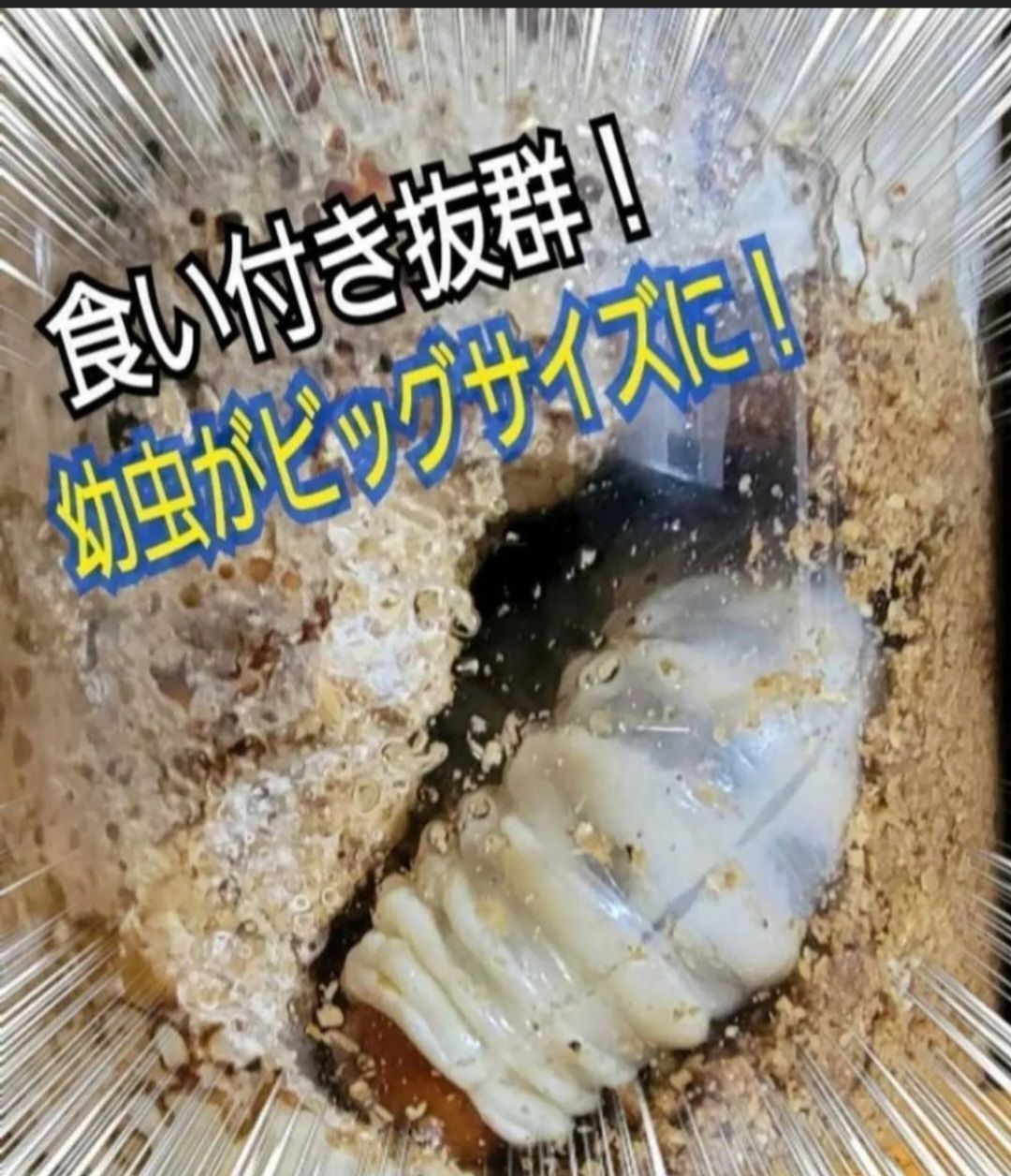 2令にもお薦めです