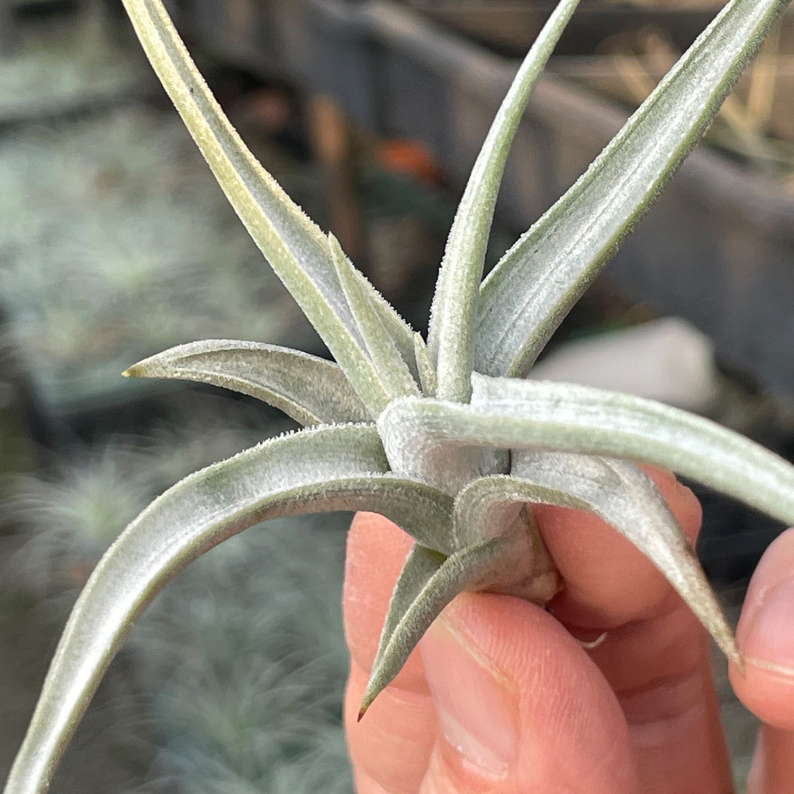 HR*チランジア クシフィオイデス ルテア Tillandsia xiphioides HR*チランジア クシフィオイデス ルテア Tillandsia xiphioides