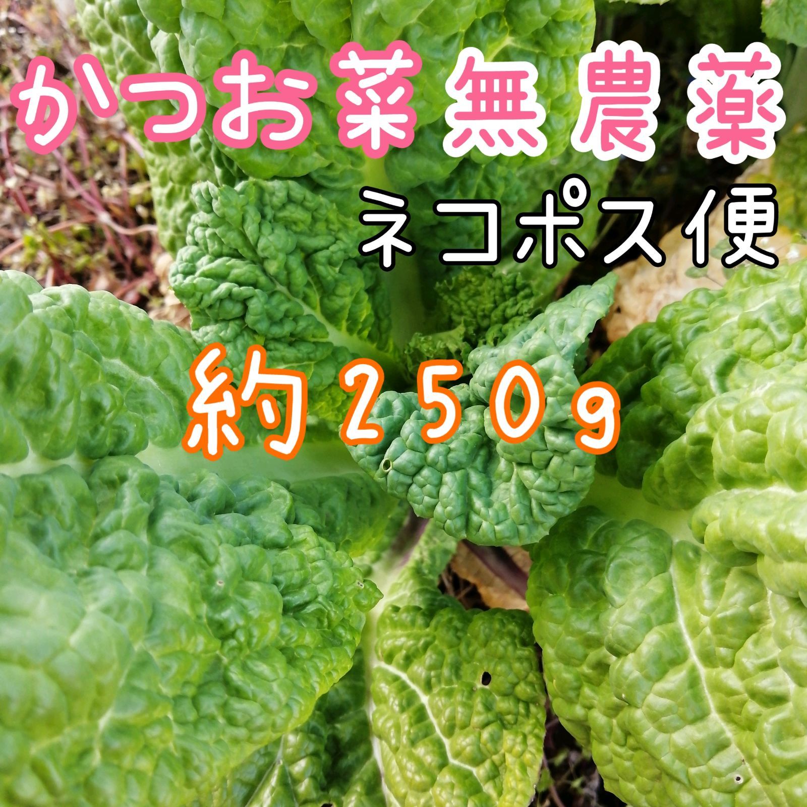 メルカリshops 新鮮 採りたて 無農薬 神奈川産 250g かつお菜 カツオ菜 勝男菜