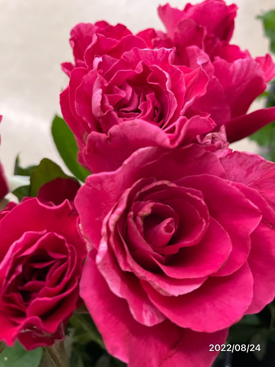 redrose80_top_rtrn.jpg