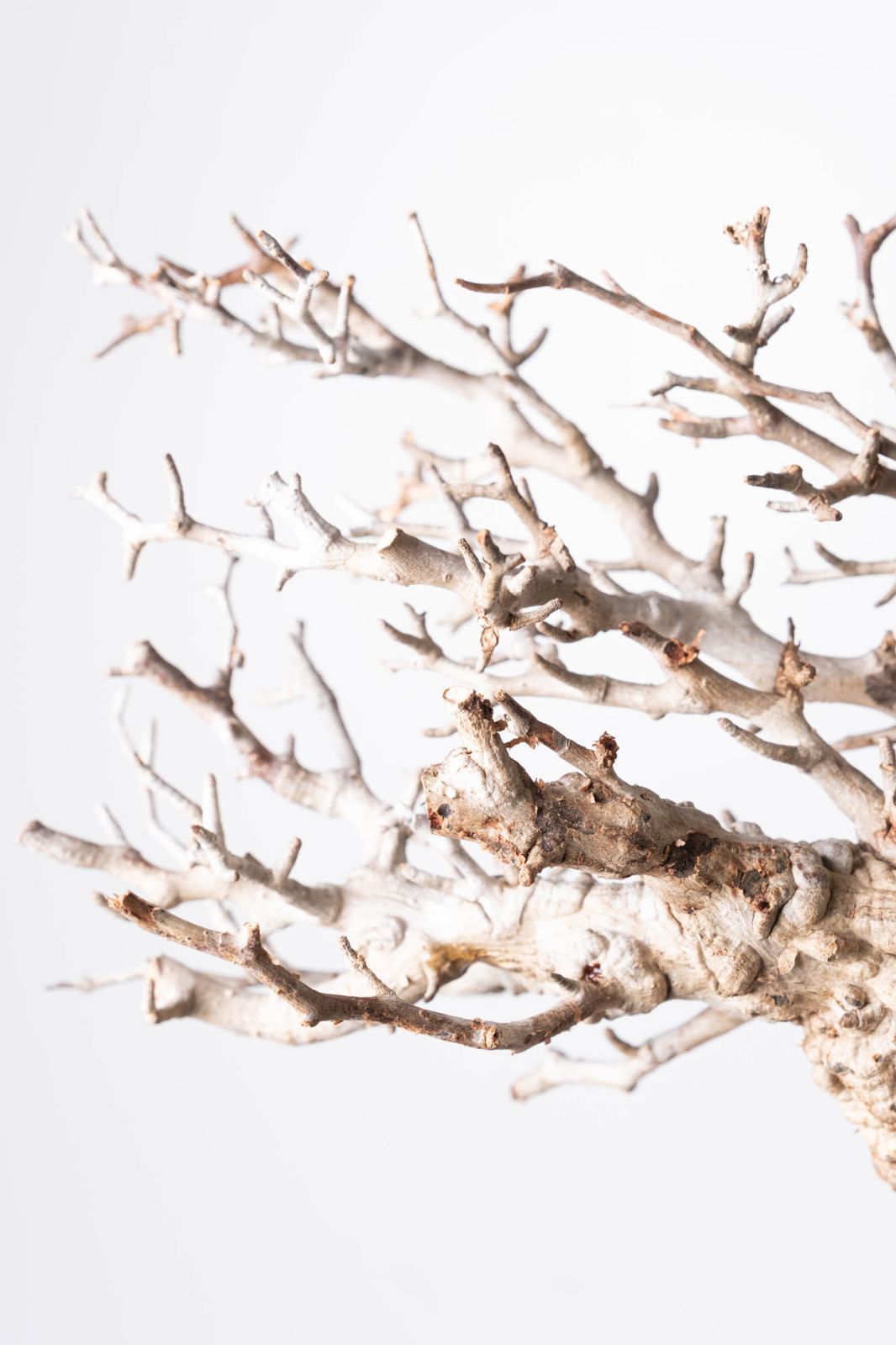 MP115 オペルクリカリア パキプス コーデックス ベアルート株 オペル