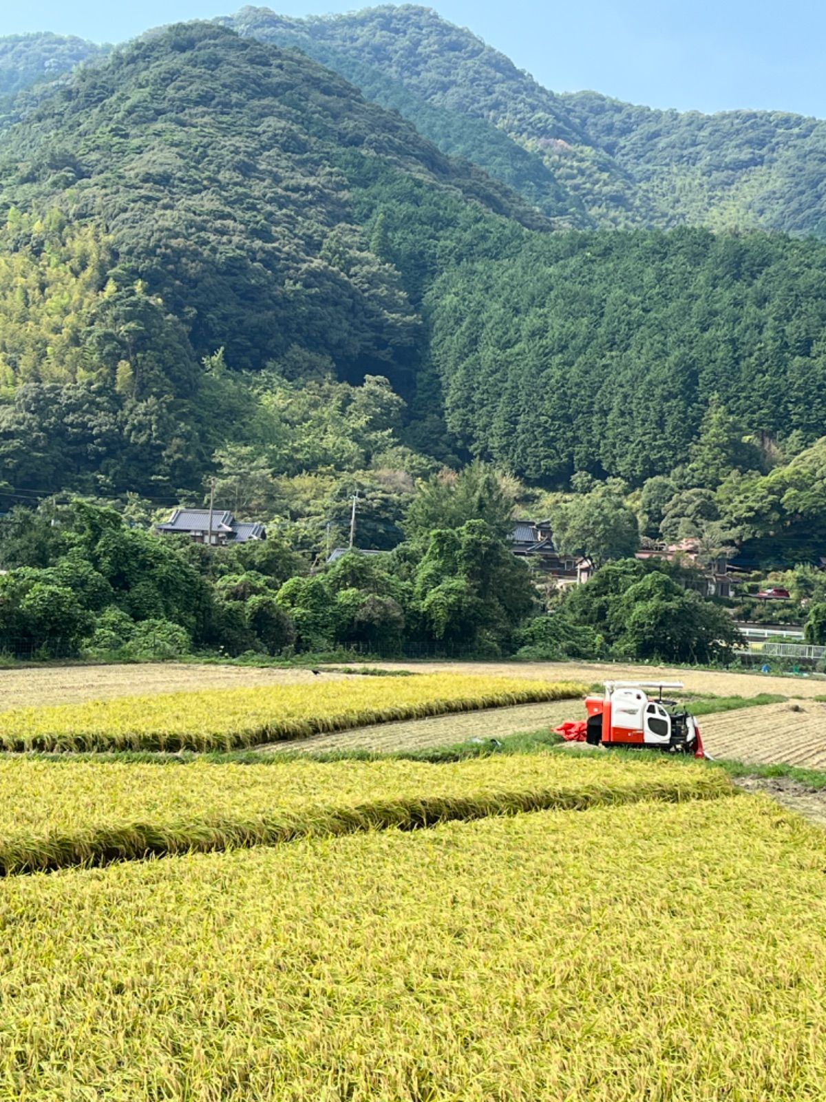 業務用米10kg