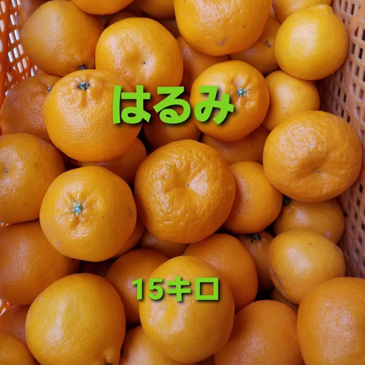 【爆買い！】 15キロ(箱込み) みかん☆ ☆はるみ 広島県瀬戸田産 農家 家庭用 果物
