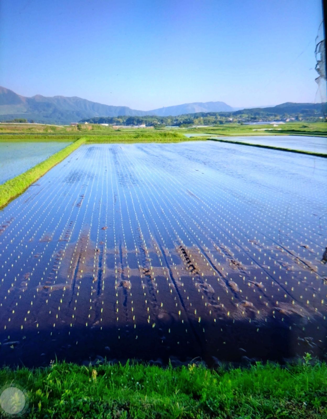 自然栽培米 掛け干し亀の尾20kg玄米