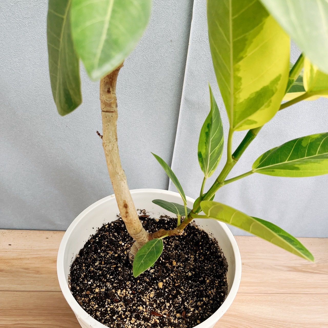 現品］F フィカス アルテシマ 曲がり 8号 観葉植物 室内 ゴムの