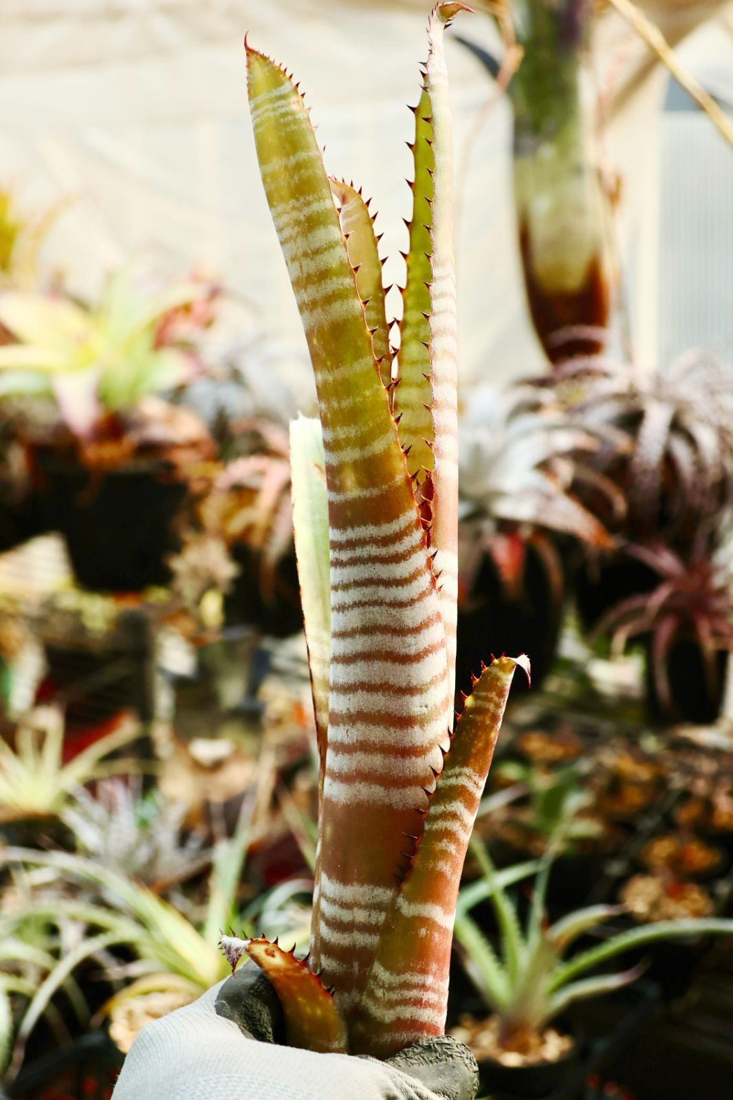 Billbergia 'La Vie en Rose' - メルカリ