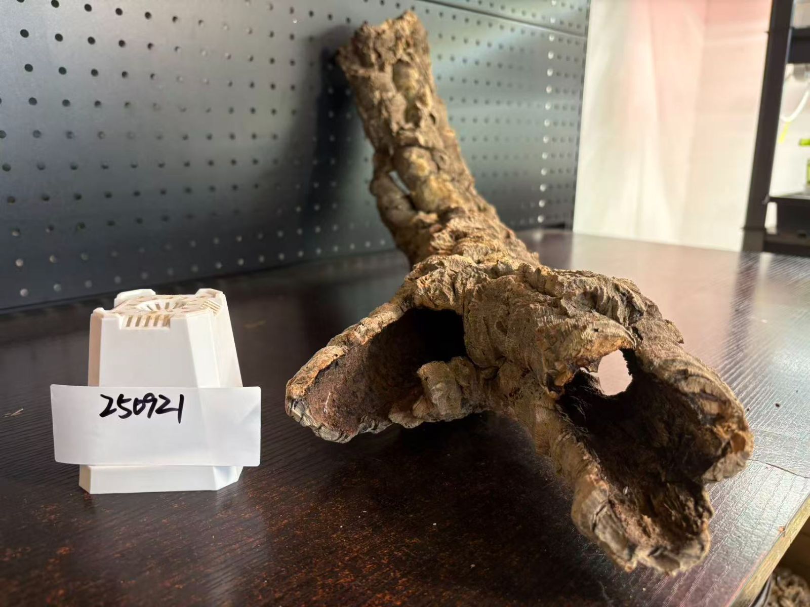 着生ラン 両生類