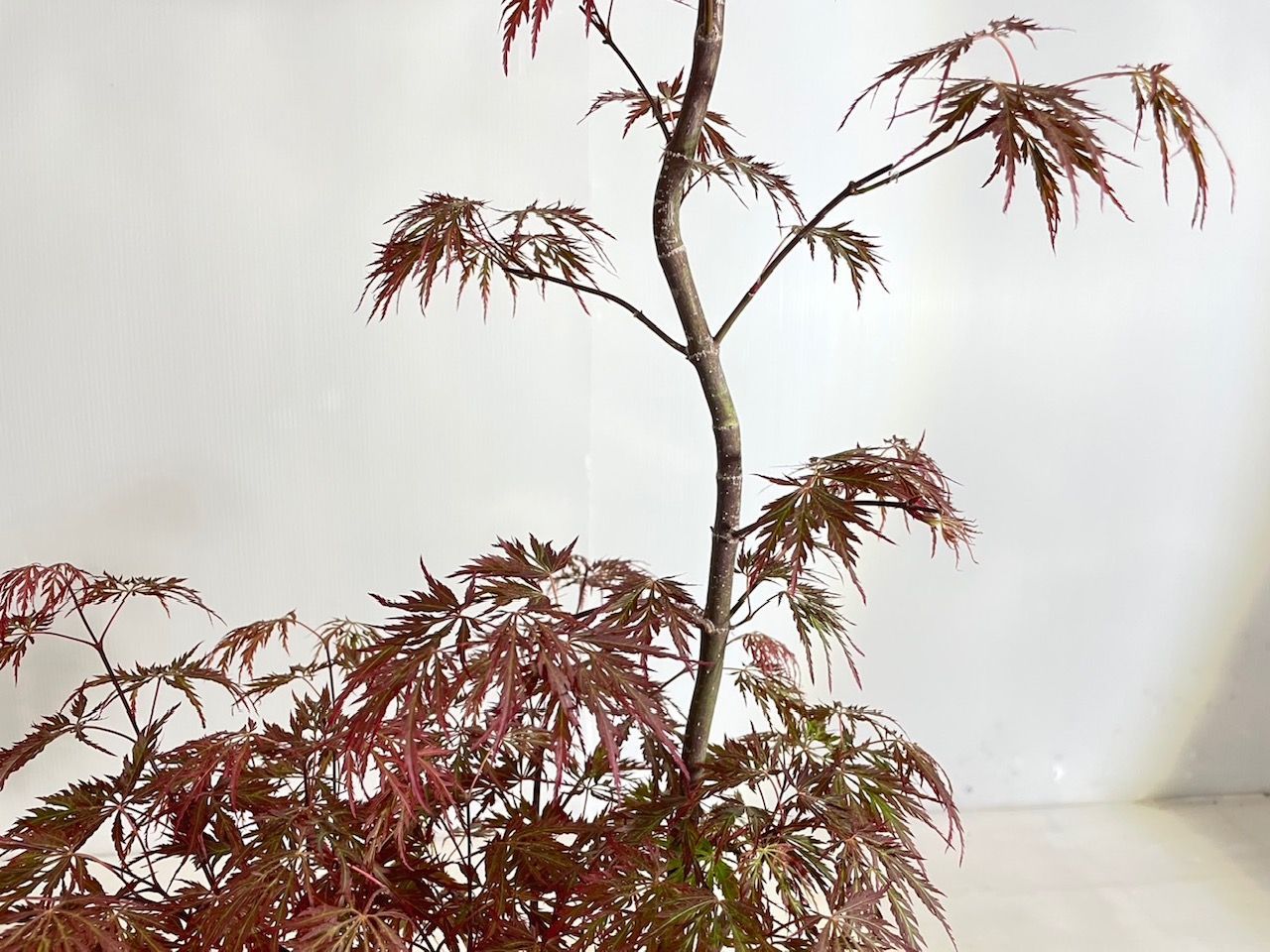 紅枝垂れモミジ シダレモミジ