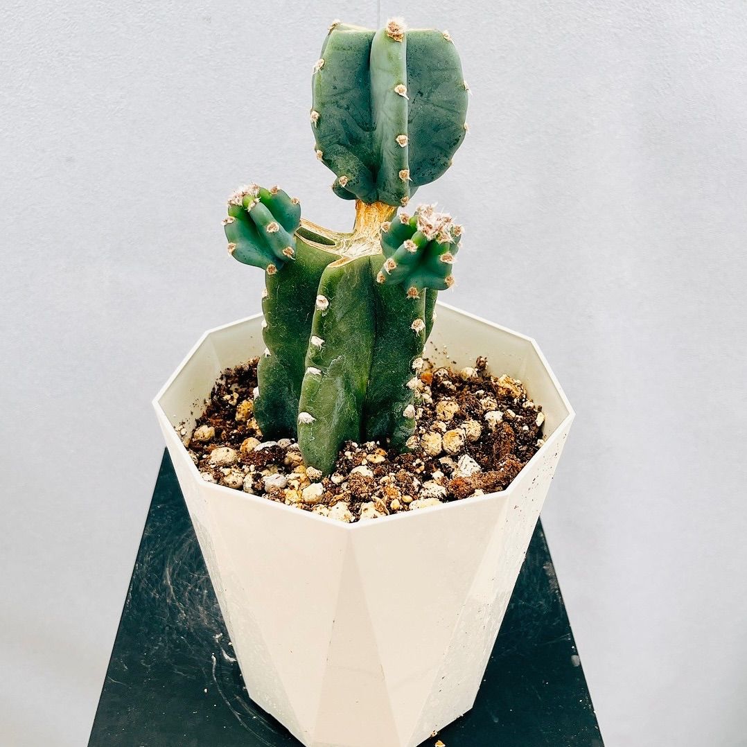 ［現品］7番　柱サボテン　鬼面角 ブランチ　8号　観葉植物　室内　おしゃれ 現品］まるでオブジェ！ 柱サボテン 鬼面角 ブランチ 8号 観葉