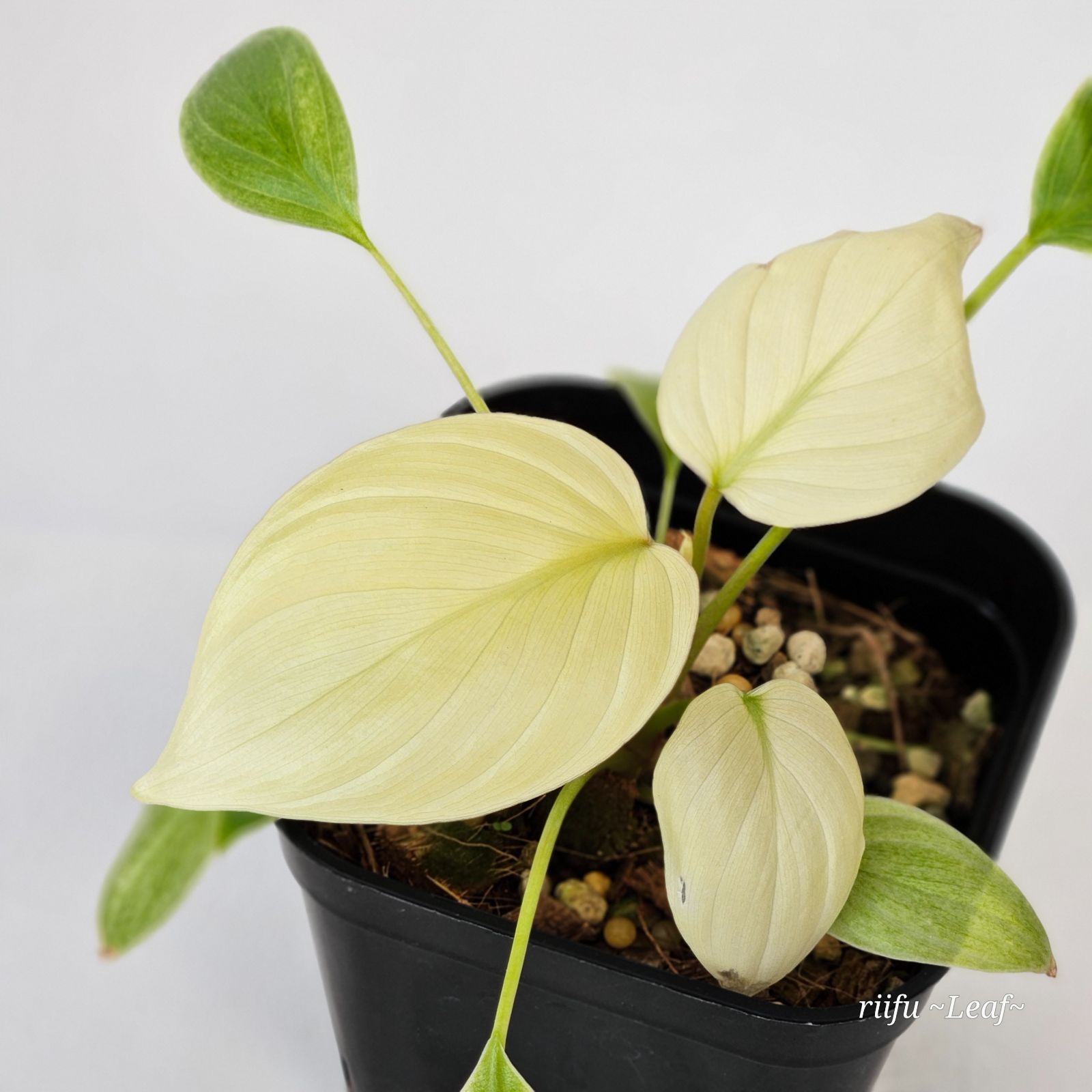 ホマロメナ ルベスケンス フル ミント バリエガター」 Homalomena Rubescens Full Mint Variegated. 観葉植物  斑入り - メルカリ