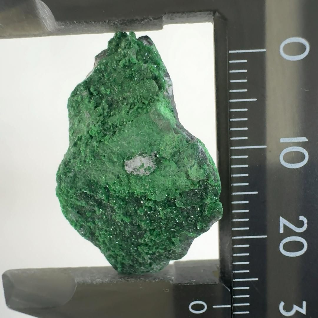 柘榴 kkdm27183_0.jpg