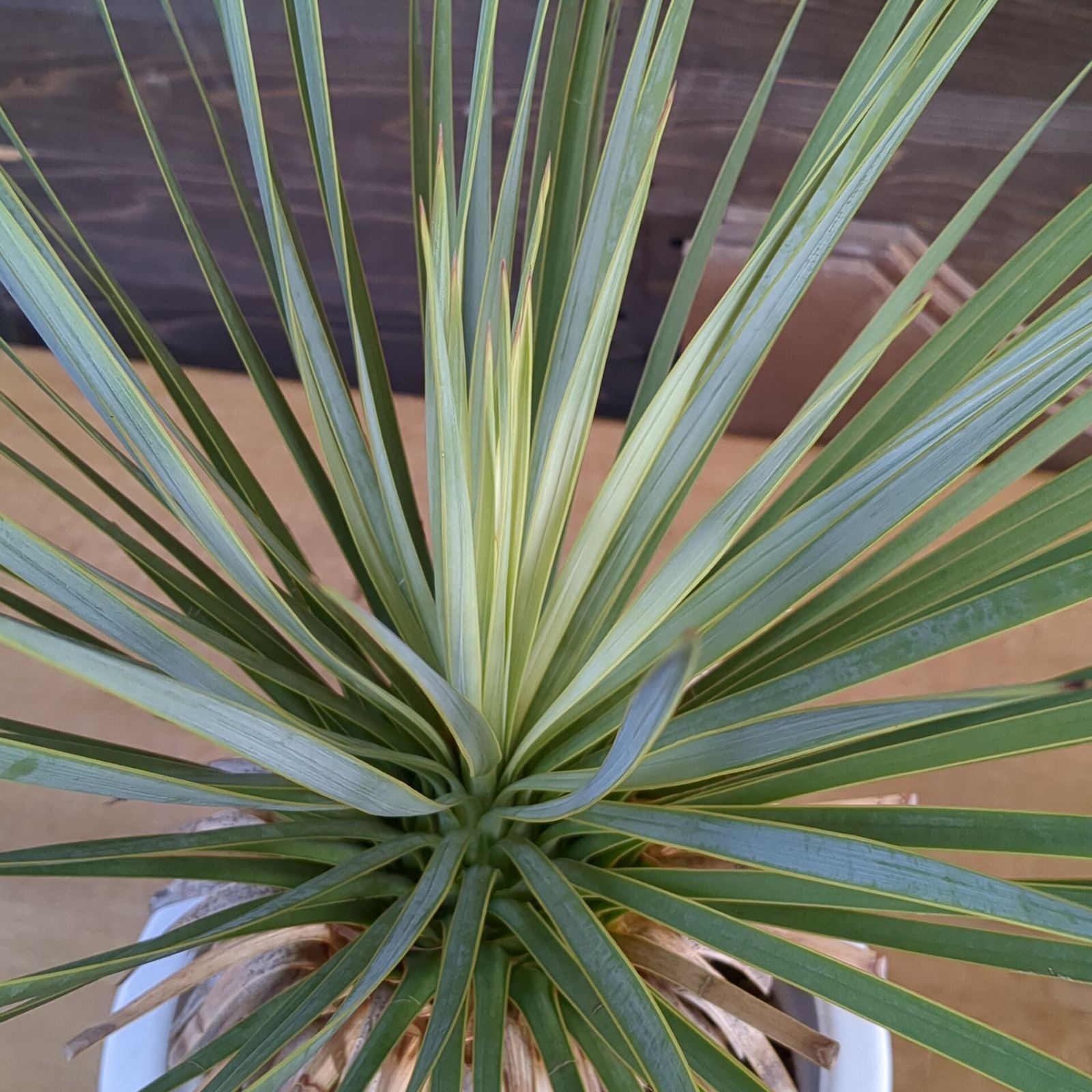 ユッカ ロストラータ【 ドライガーデンに！】 鉢のまま発送 - メルカリ