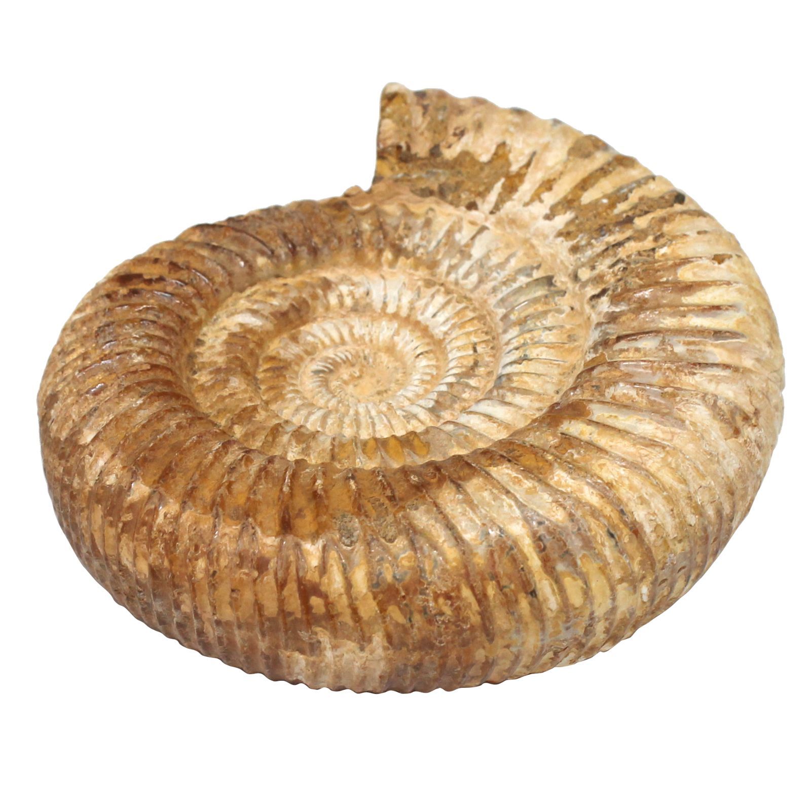 G-79天然アンモナイト原石 游色多色アンモナイト化石 天然石