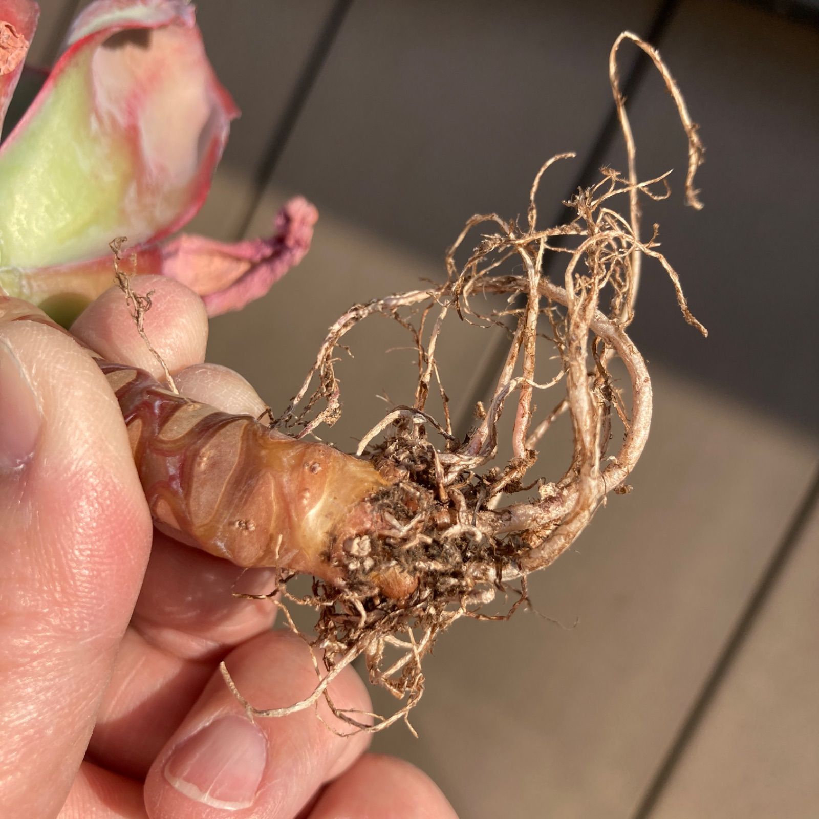 新入荷】エケべリア バロンボールド 多肉植物韓国苗【ポコ多肉