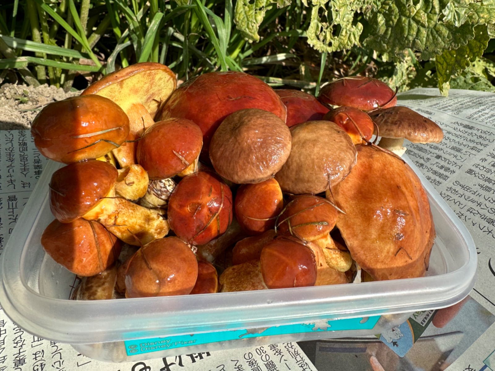 トモヤ様ご予約品落葉ハナイグチ3キロ良品 トモヤ様ご予約品落葉ハナイグチ3キロ良品 落葉三升漬け170g