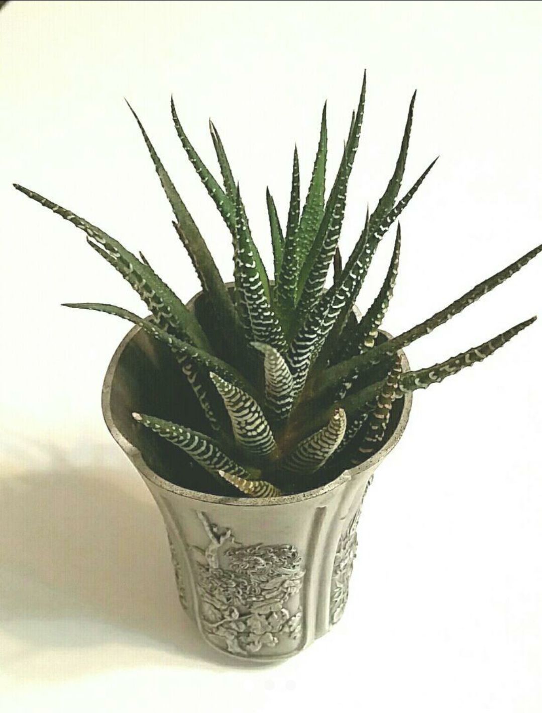 十二ノ巻☆ハオルチア 多肉植物 ゼブラ - メルカリ