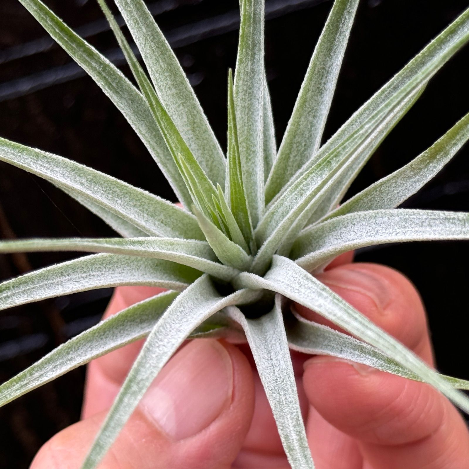 子株＊トリコームたっぷり＊ チランジア ストリクタ シルバースター Tillandsia stricta 'Silver Star'＊エアプランツ＠フラワーショップ江口  | Buyee 通販購入サポートサービス | メルカリでお買い物